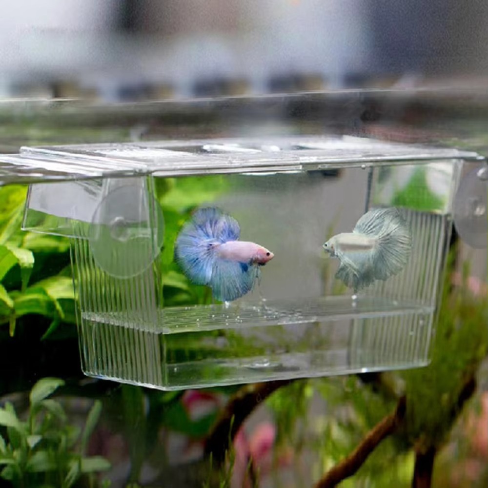 Aquarium Fish Reproduction - Criativo acrílico tanque de peixes criação