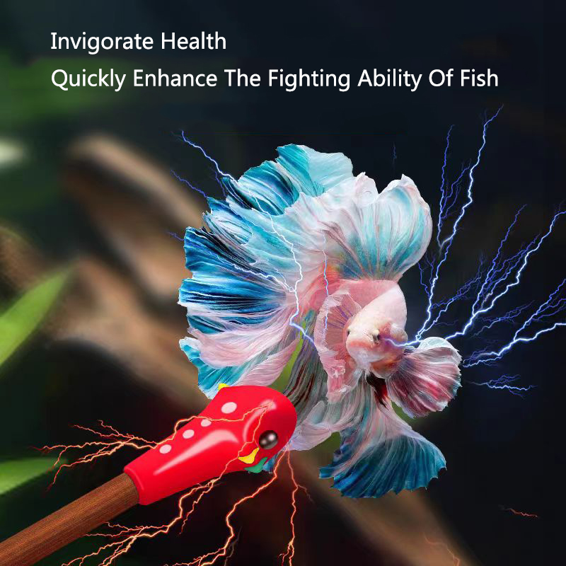 Varinha de treinamento betta p - Aquarium Fish For Beginners avaliação e preço