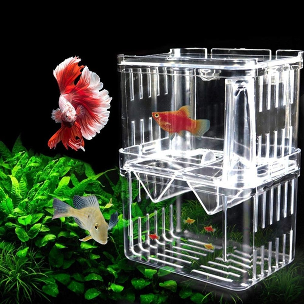 Tanque de aquário para peixes  - Aquarium Fish Reproduction avaliação e preço