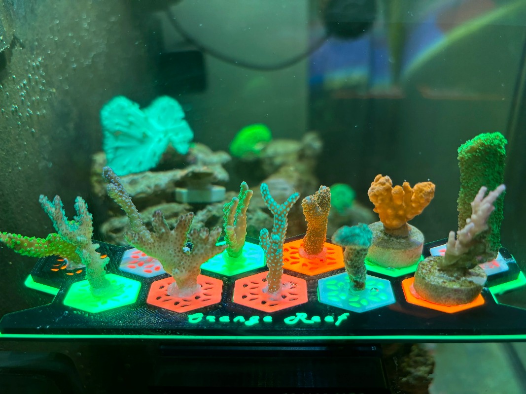 Plugs de Coral Fluorescente pa - Aquarium Fish Reproduction avaliação e preço