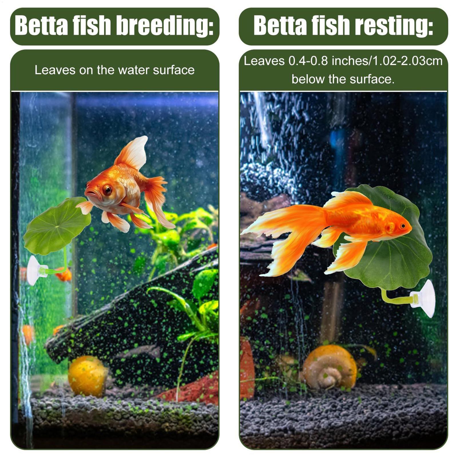Rede de peixe betta 5 peças aj - Aquarium Fish Betta avaliação e preço