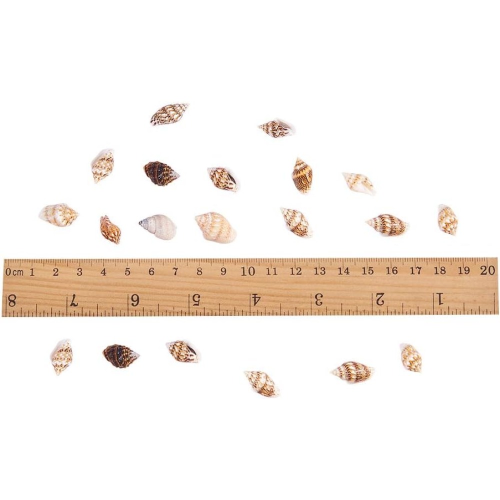 Cerca de 1500 peças de conchas - Aquarium Fish Names avaliação e preço