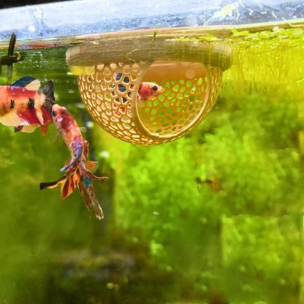 Aquário flutuante caverna peix - Aquarium Fish Betta avaliação e preço