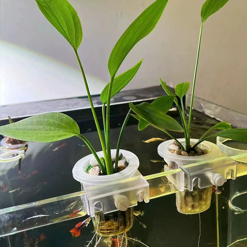 Cesta de plantio de aquário, s - Aquarium Fish For Beginners avaliação e preço