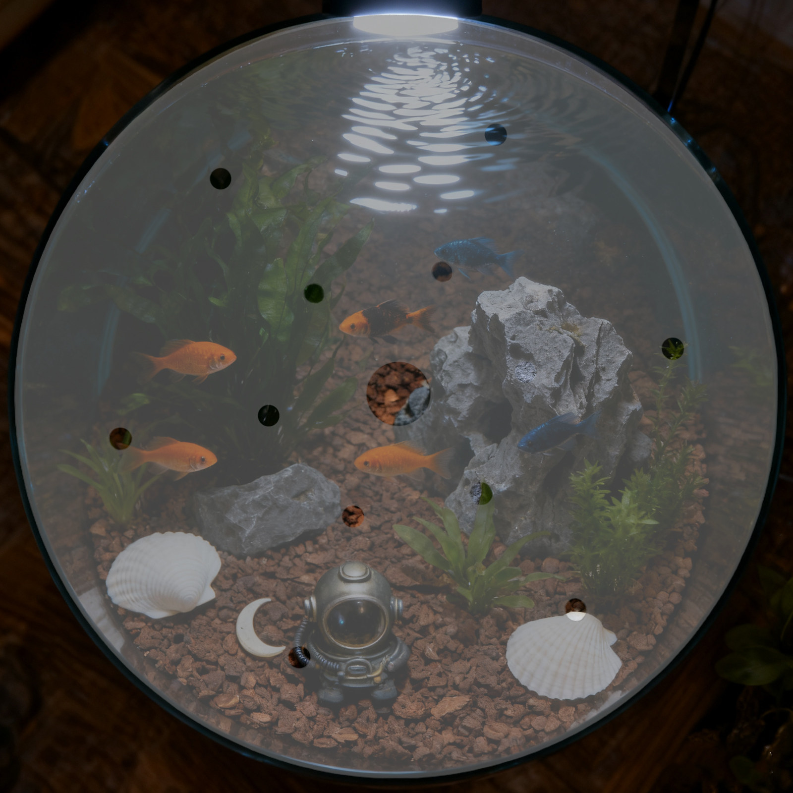 Tampa Redonda de Acrílico de 7 - Aquarium Fish In Bowl avaliação e preço
